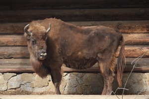 bison.JPG