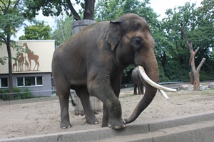elefant.JPG