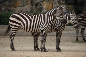 zebra.JPG